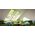 VELUX Rullgardin RFL